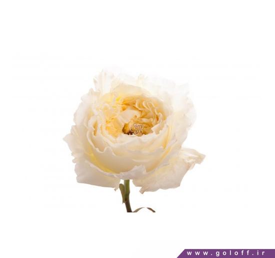 گل صد تومانی فانیذ - Faniz | گل آف
